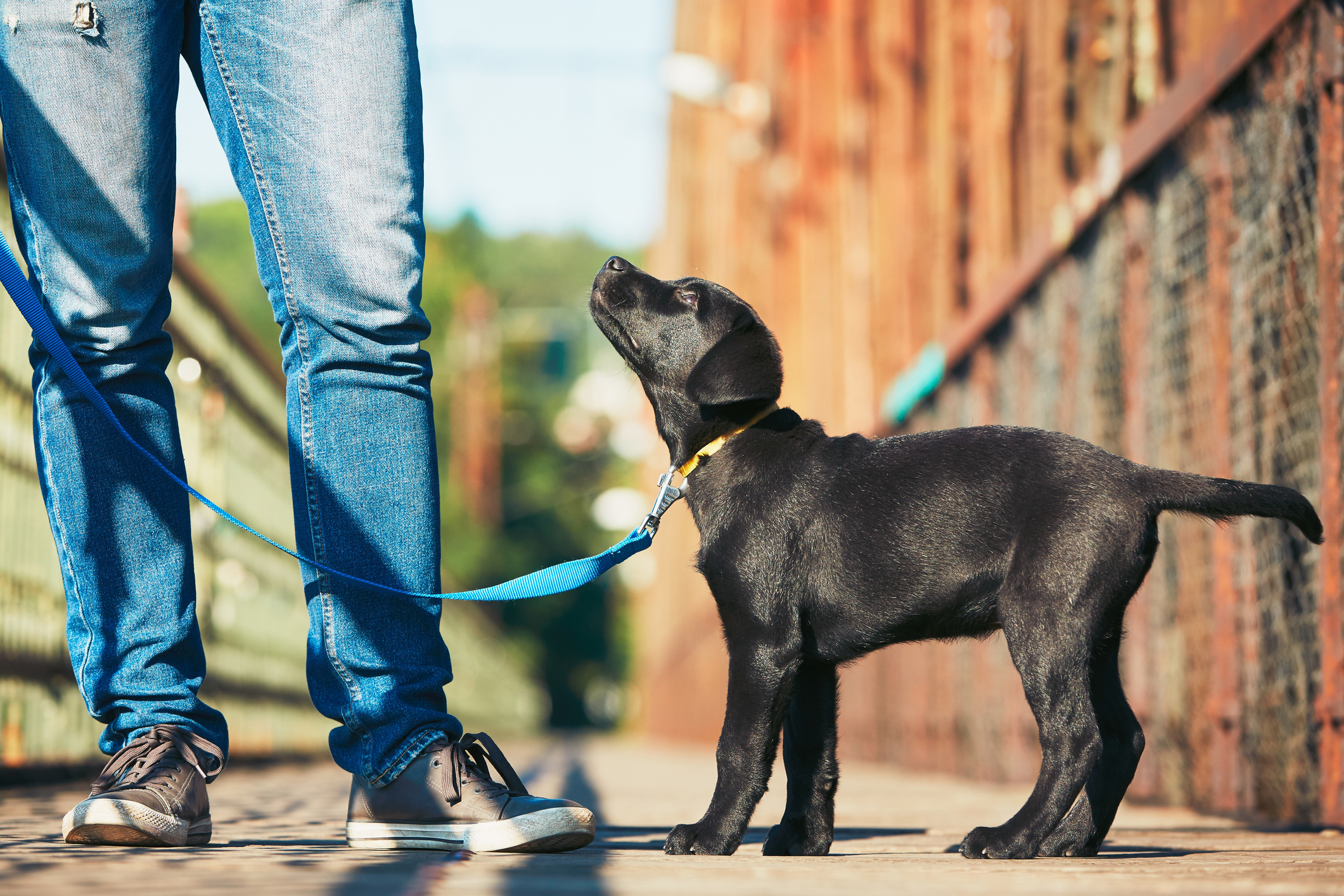 Howie's Happy Dog Training - Jefferson City